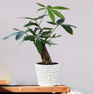 The Money Tree