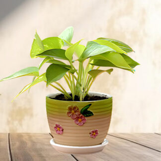Money Plant
