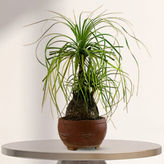 Ponytail Palm